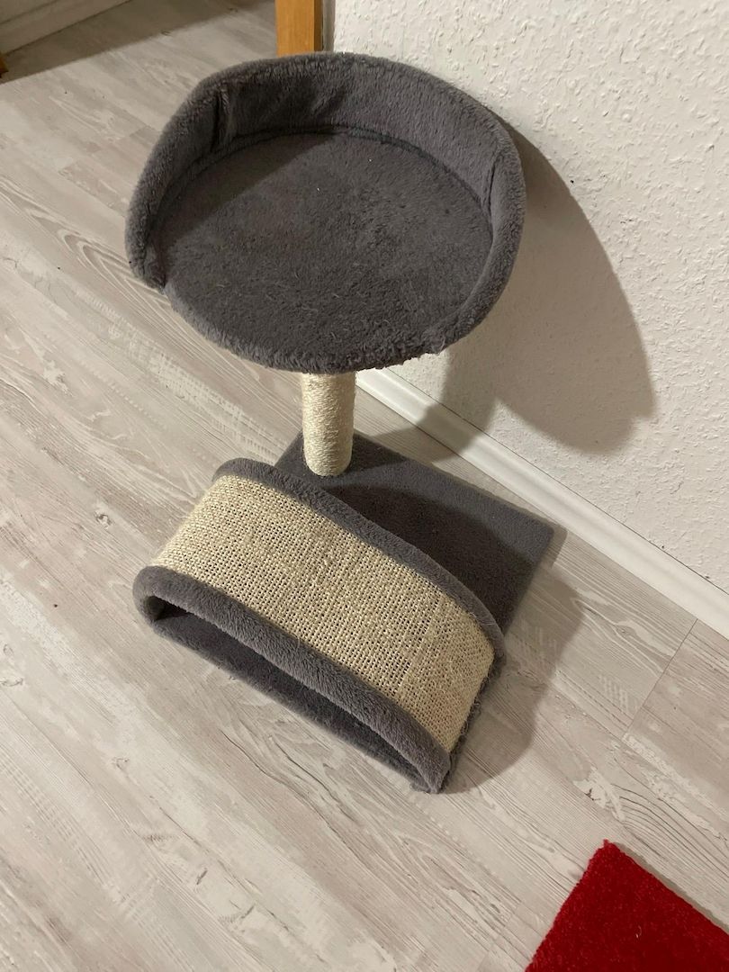 Bkh Kater Kitten 15 Wochen alt Brüder