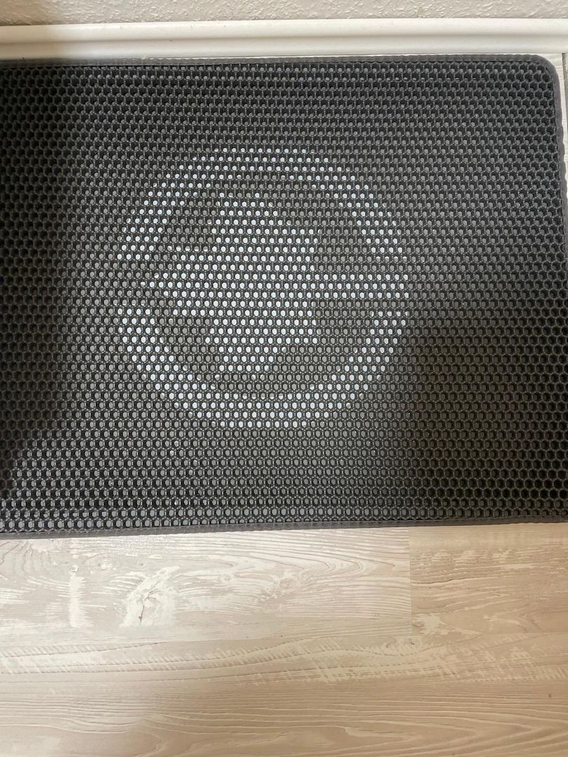 Bkh Kater Kitten 15 Wochen alt Brüder