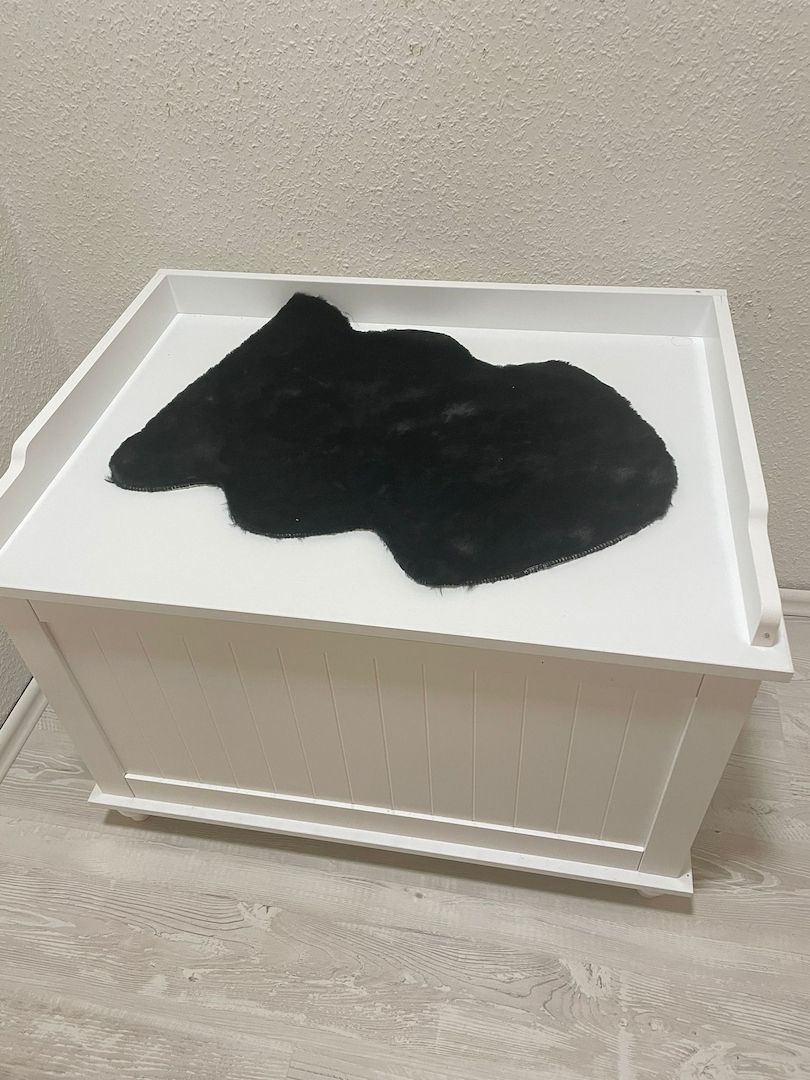 Bkh Kater Kitten 15 Wochen alt Brüder