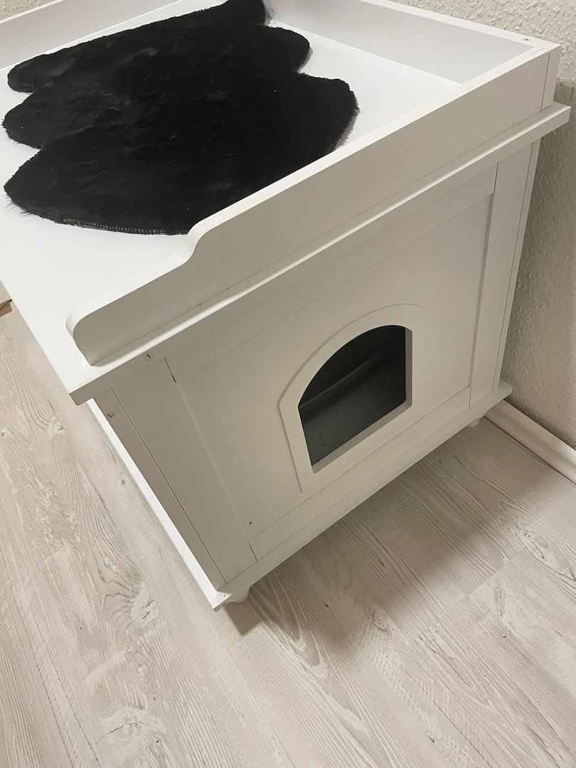 Bkh Kater Kitten 15 Wochen alt Brüder