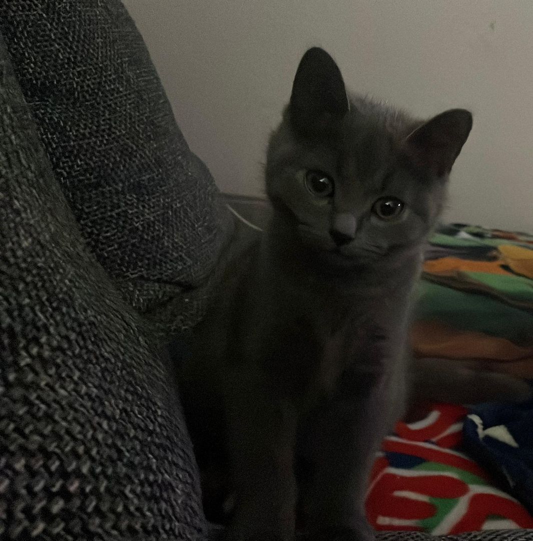 Bkh Kater Kitten 15 Wochen alt Brüder