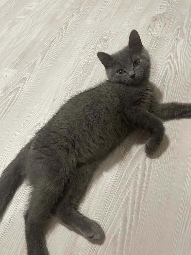 Bkh Kater Kitten 15 Wochen alt Brüder