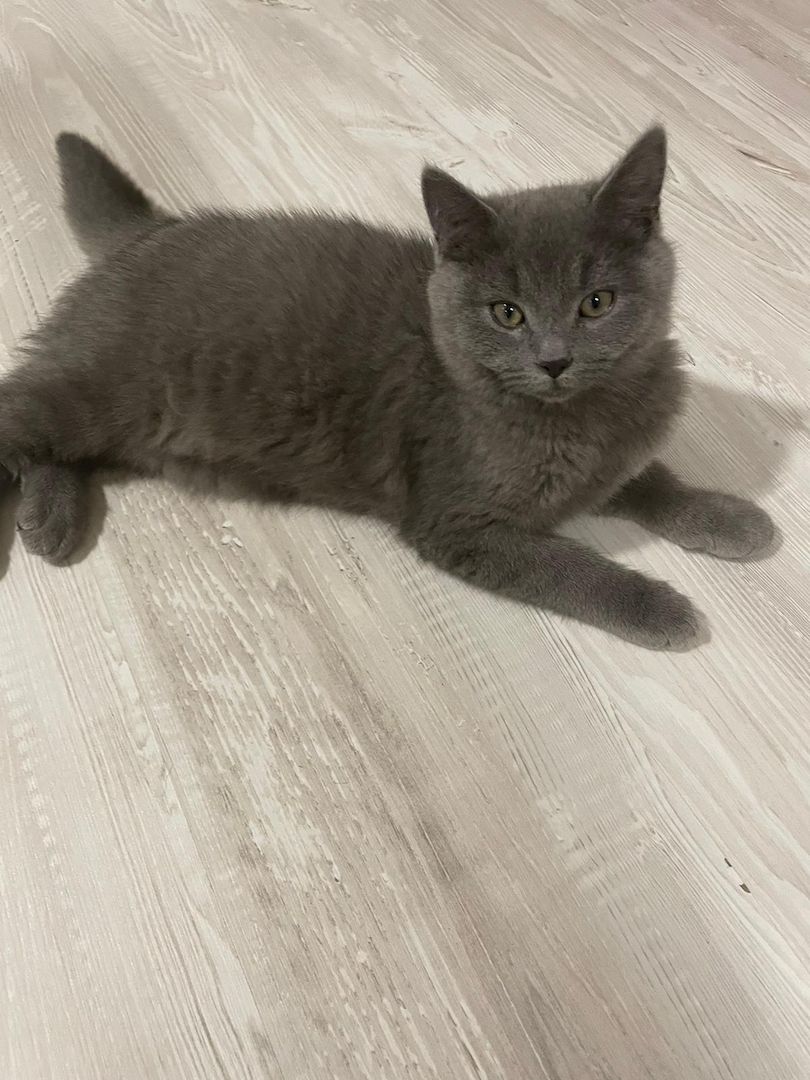 Bkh Kater Kitten 15 Wochen alt Brüder