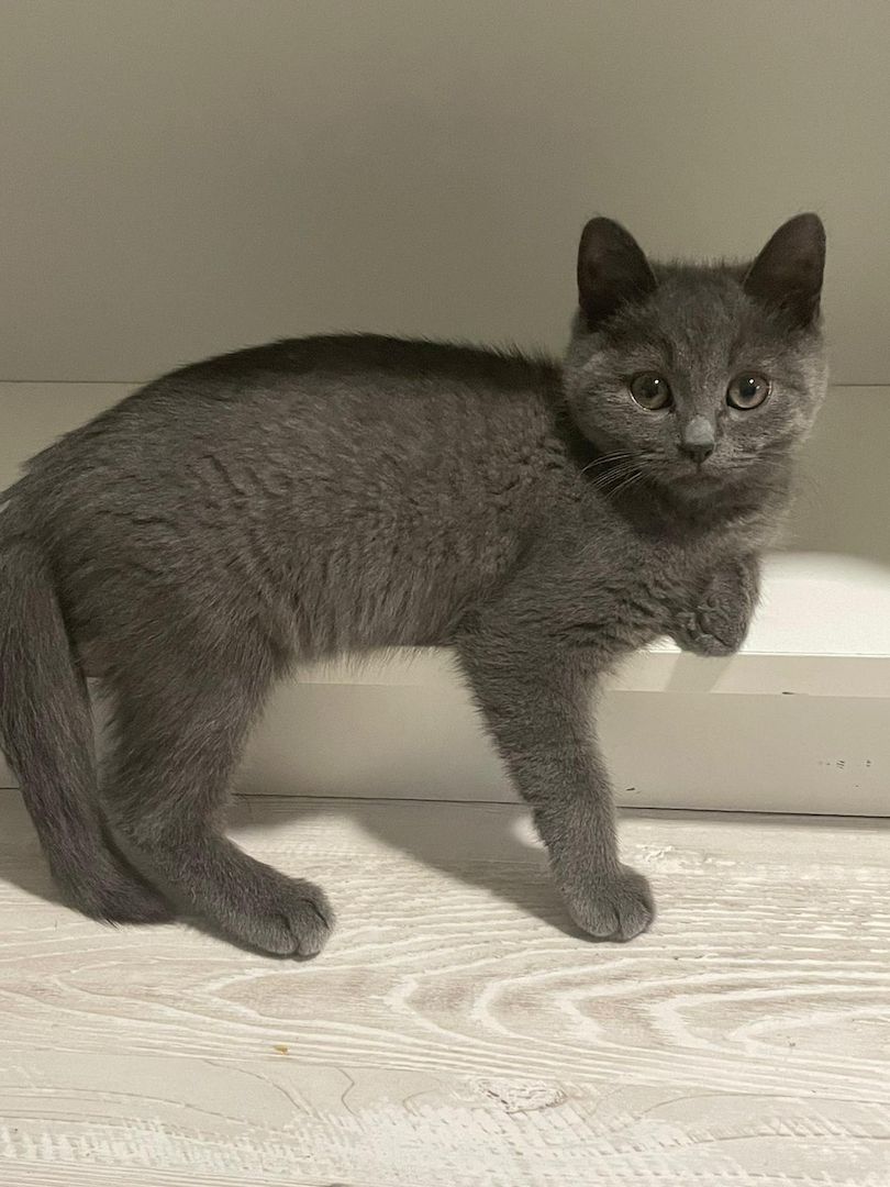 Bkh Kater Kitten 15 Wochen alt Brüder