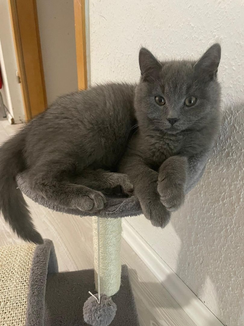 Bkh Kater Kitten 15 Wochen alt Brüder