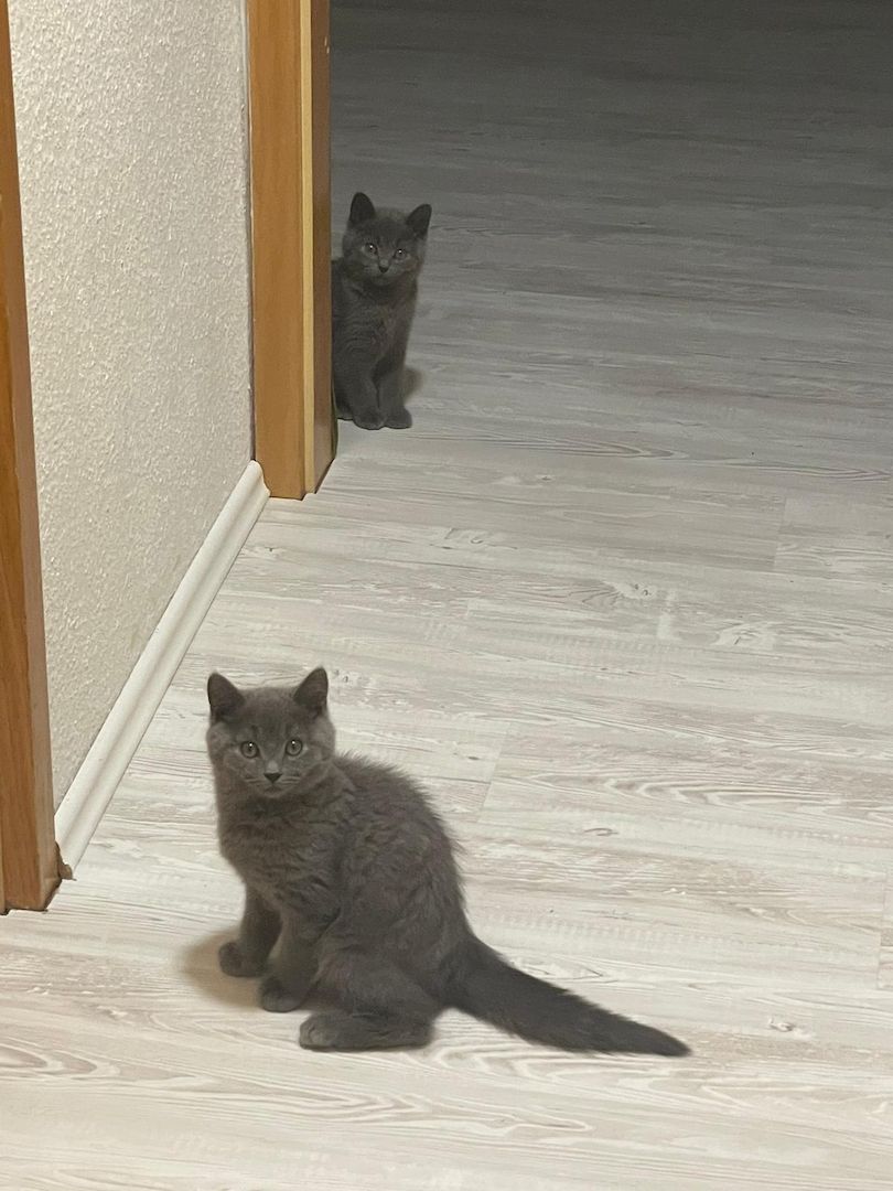 Bkh Kater Kitten 15 Wochen alt Brüder