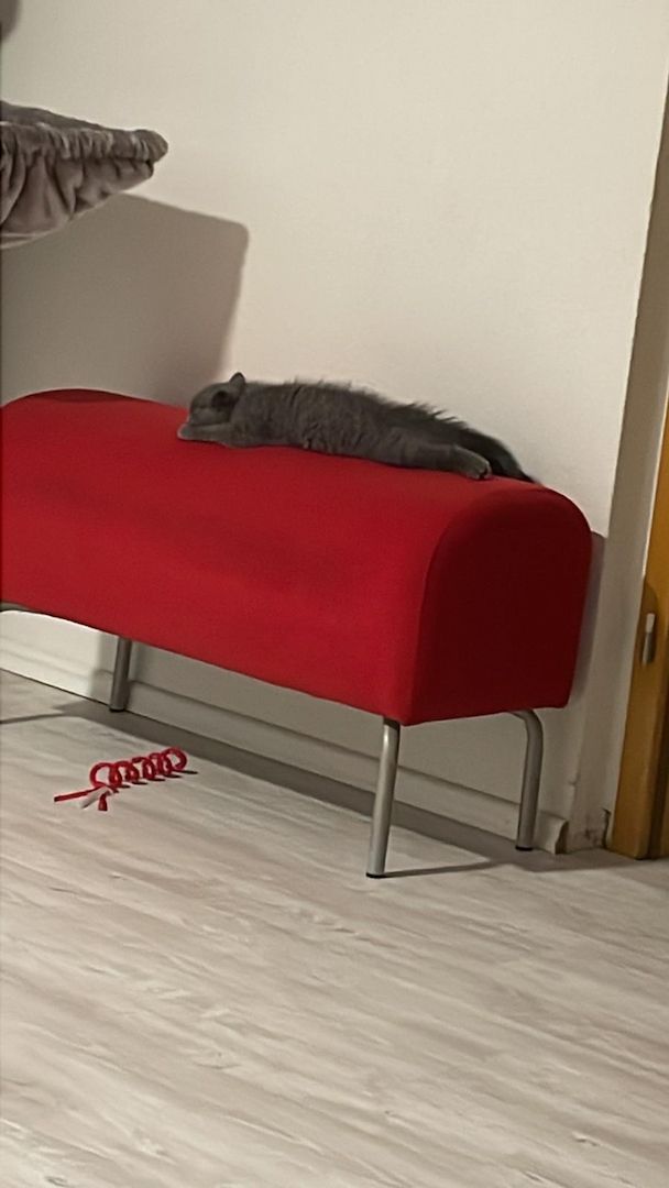 Bkh Kater Kitten 15 Wochen alt Brüder