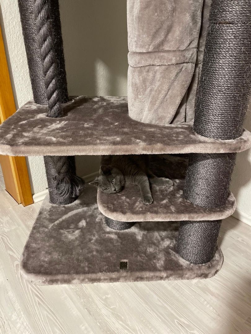 Bkh Kater Kitten 15 Wochen alt Brüder