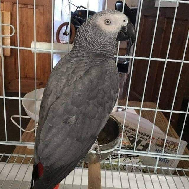 Grau Papageien Grau Papageien