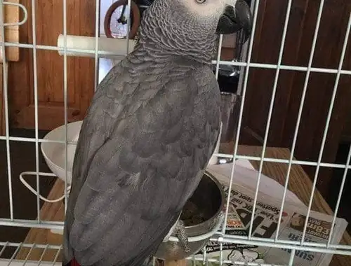 Grau Papageien