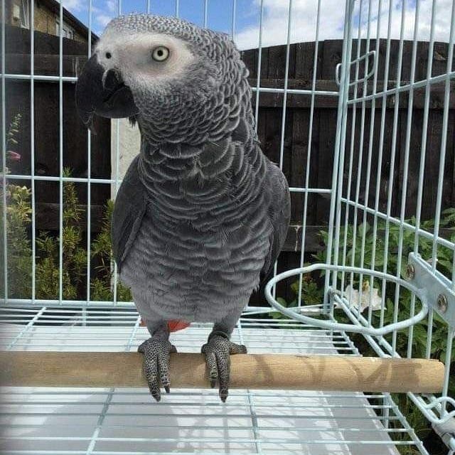 Grau Papageien Grau Papageien