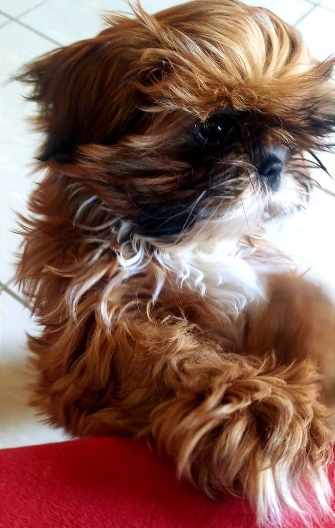 ShihTzu Mäuschen ist noch auf der Suche!