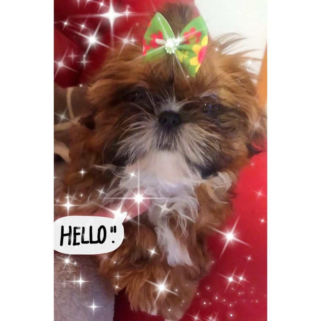 ShihTzu Mäuschen ist noch auf der Suche!