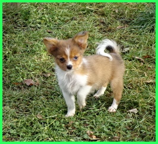 Hübsche Pomchi Welpen suchen ein neues zuhause