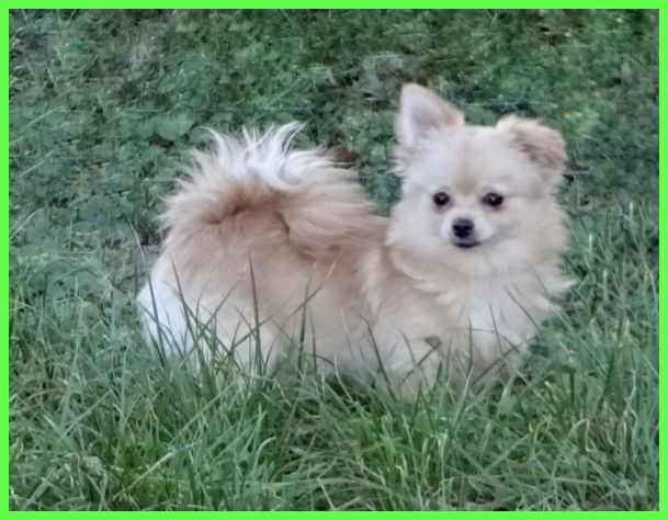 Hübsche Pomchi Welpen suchen ein neues zuhause