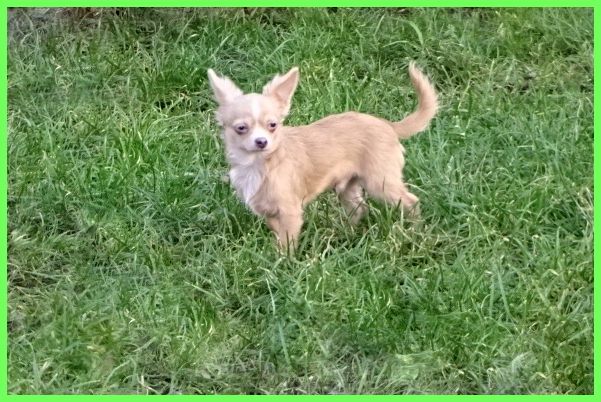 Hübsche Pomchi Welpen suchen ein neues zuhause
