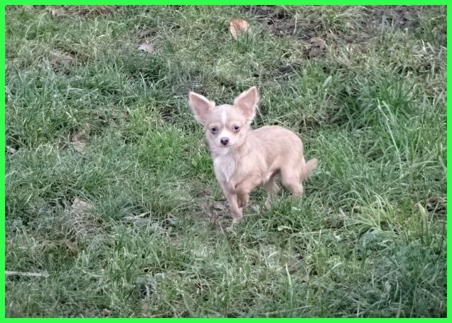 Hübsche Pomchi Welpen suchen ein neues zuhause