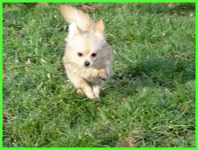 Hübsche Pomchi Welpen suchen ein neues zuhause