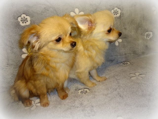 Hübsche Pomchi Welpen suchen ein neues zuhause