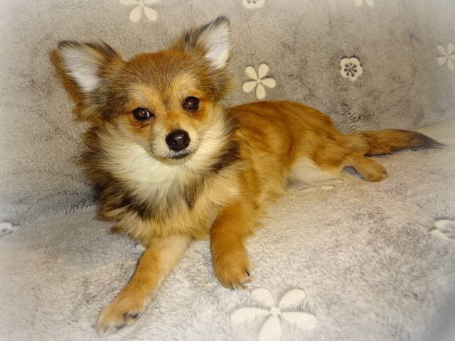 Hübsche Pomchi Welpen suchen ein neues zuhause