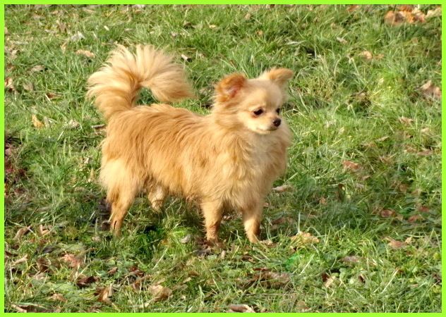 Hübsche Pomchi Welpen suchen ein neues zuhause