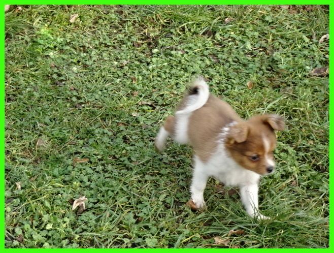 Hübsche Pomchi Welpen suchen ein neues zuhause