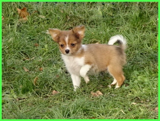 Hübsche Pomchi Welpen suchen ein neues zuhause