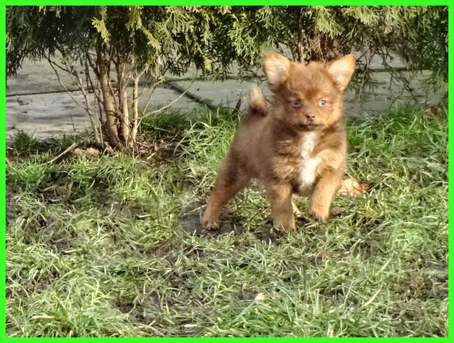 Hübsche Pomchi Welpen suchen ein neues zuhause