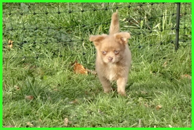 Hübsche Pomchi Welpen suchen ein neues zuhause