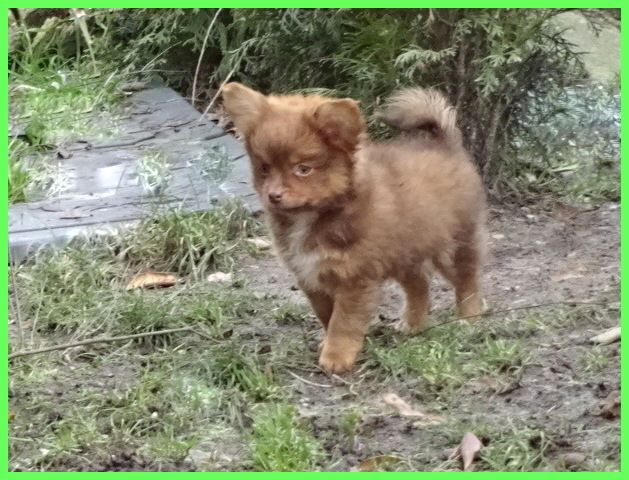 Hübsche Pomchi Welpen suchen ein neues zuhause