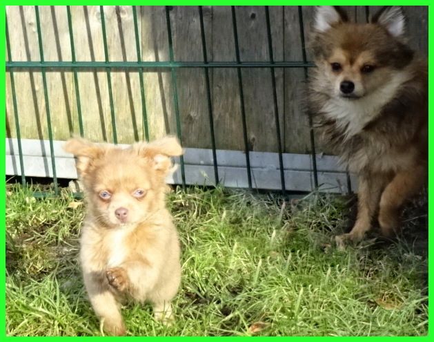 Hübsche Pomchi Welpen suchen ein neues zuhause