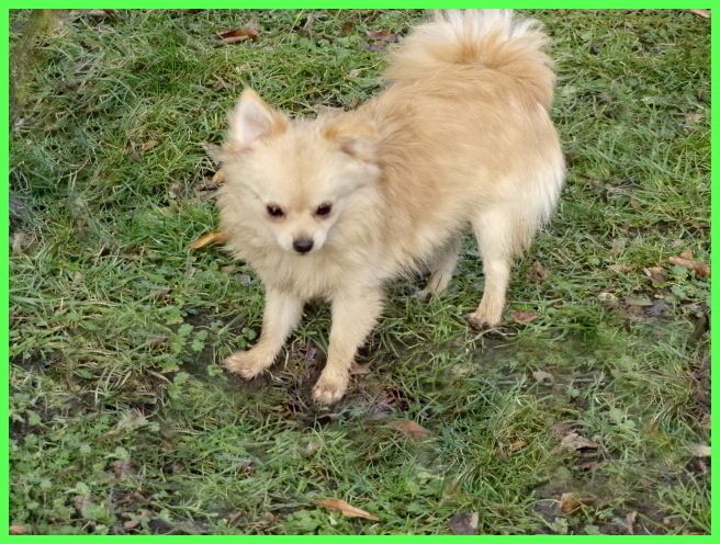 Hübsche Pomchi Welpen suchen ein neues zuhause