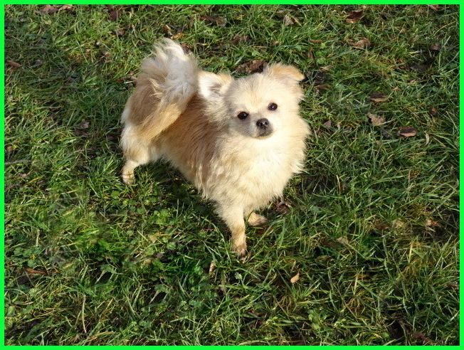 Hübsche Pomchi Welpen suchen ein neues zuhause