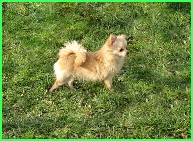 Hübsche Pomchi Welpen suchen ein neues zuhause