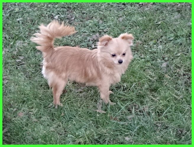 Hübsche Pomchi Welpen suchen ein neues zuhause