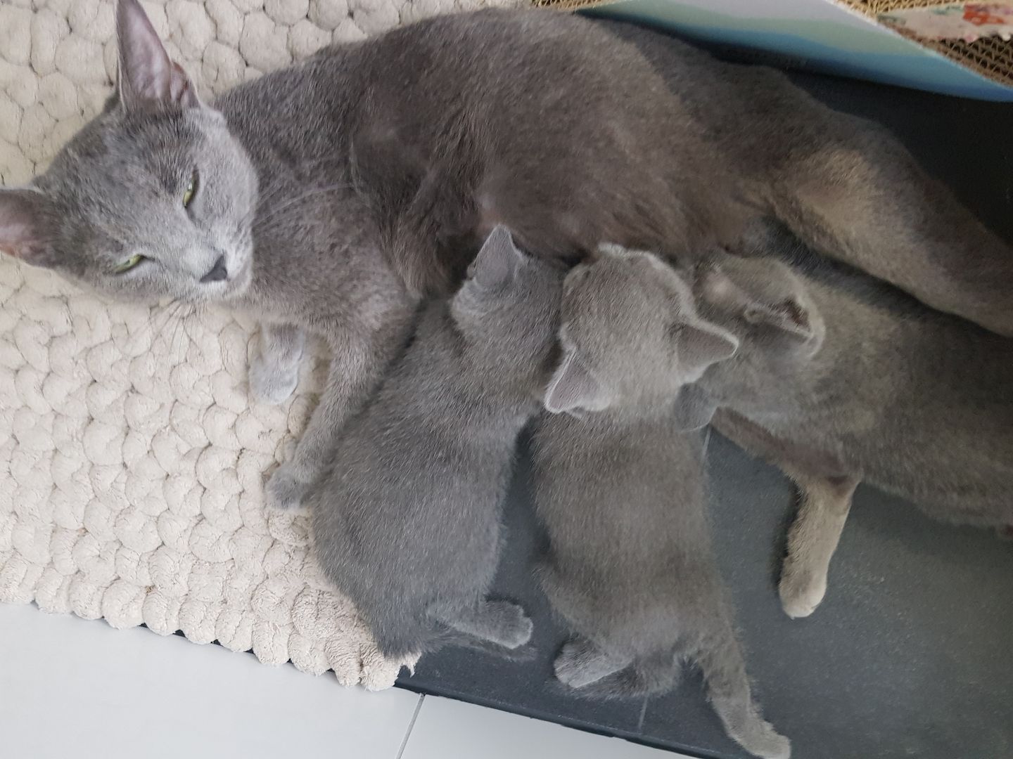 Kitten Russisch Blau