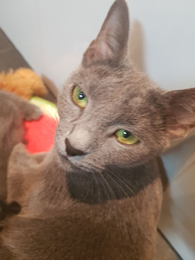 Kitten Russisch Blau