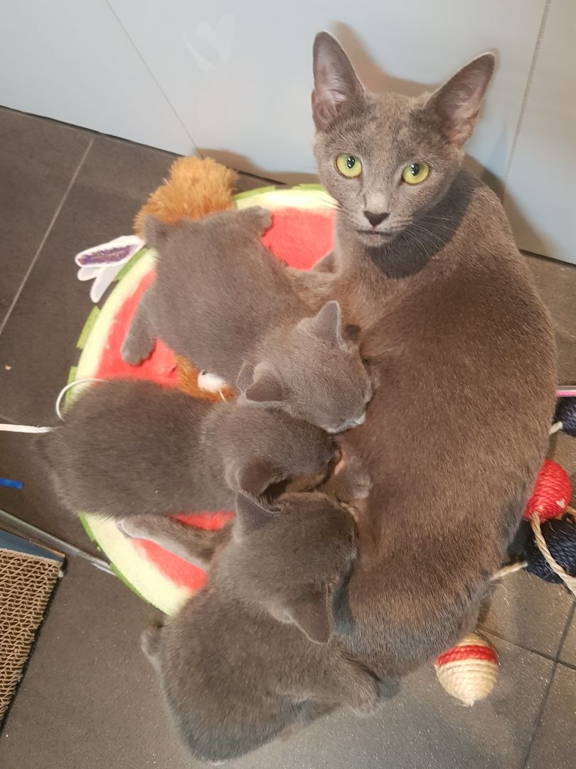 Kitten Russisch Blau