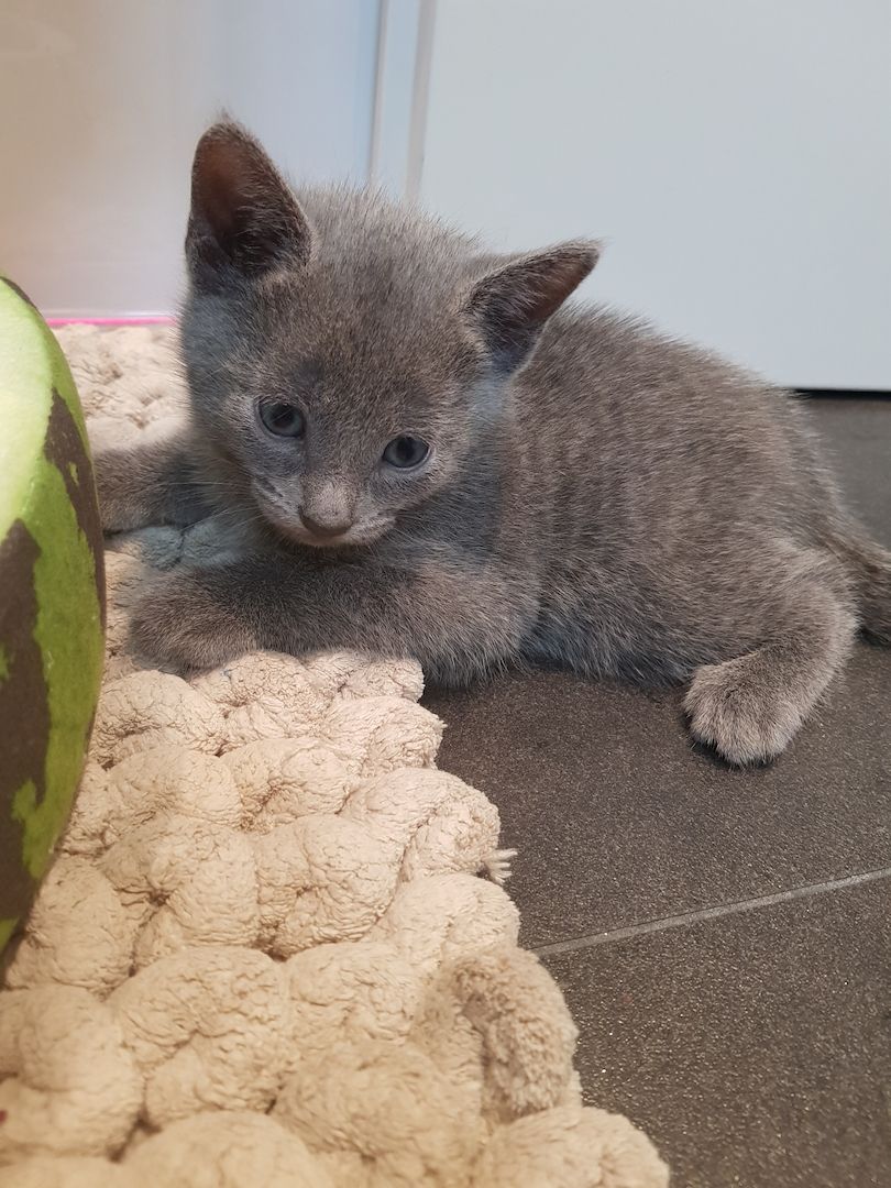 Kitten Russisch Blau