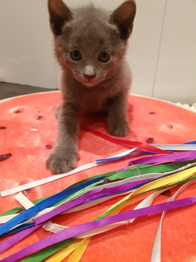 Kitten Russisch Blau