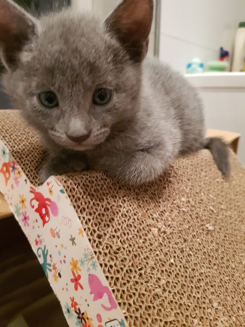 Kitten Russisch Blau