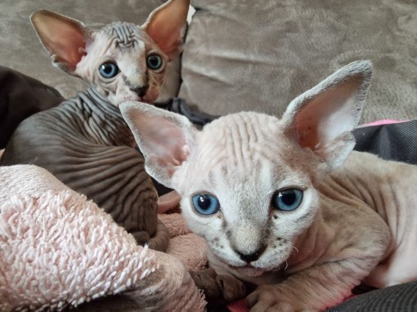 Sphynx-Kätzchen