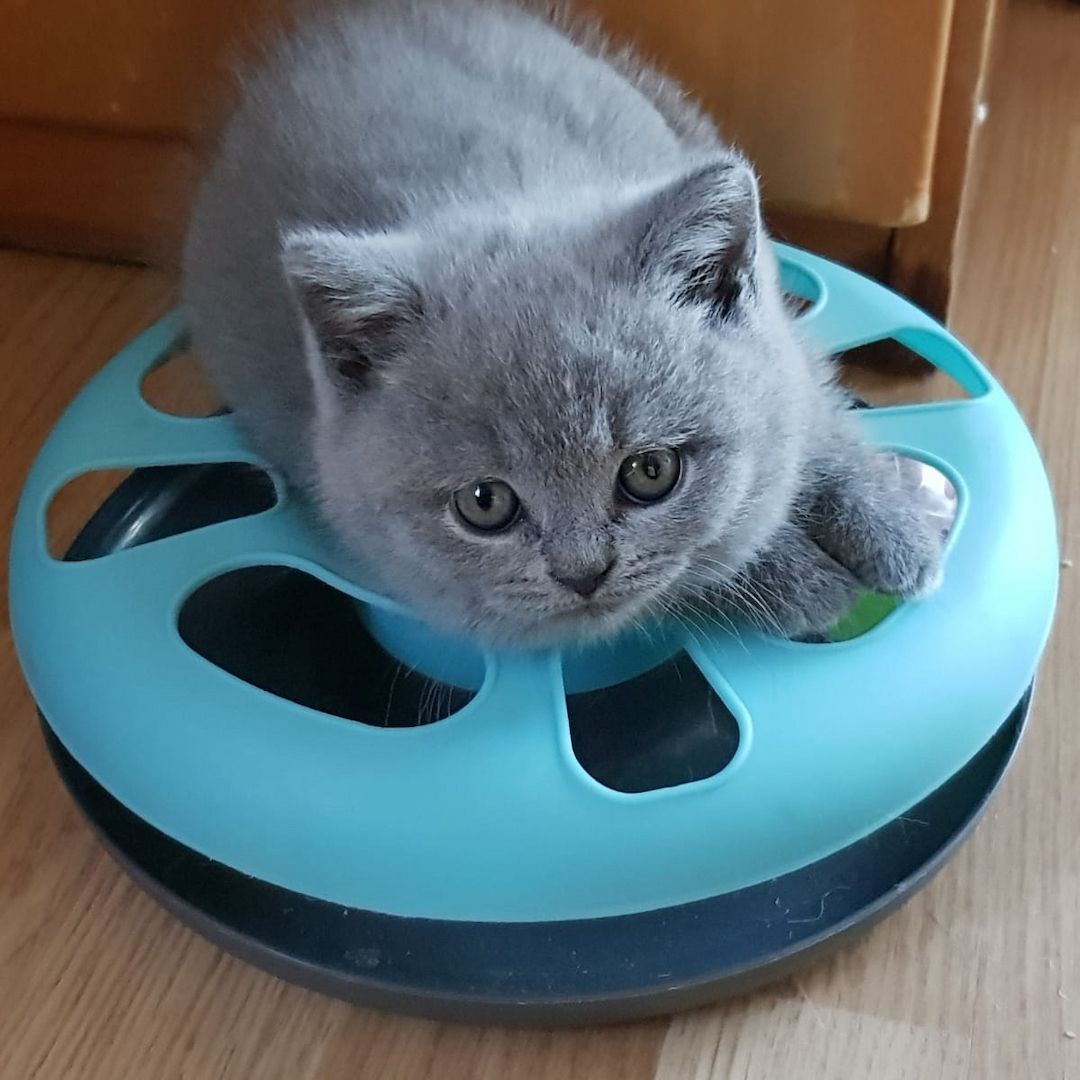 Süße britische Kurzhaar-Kätzchen