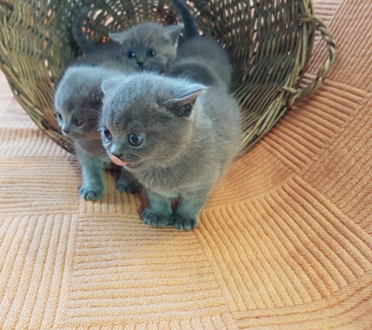 Süße britische Kurzhaar-Kätzchen