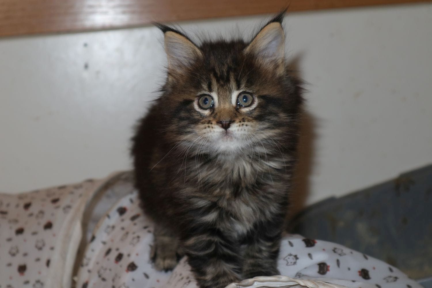 Maine Coon Kitten abzugeben