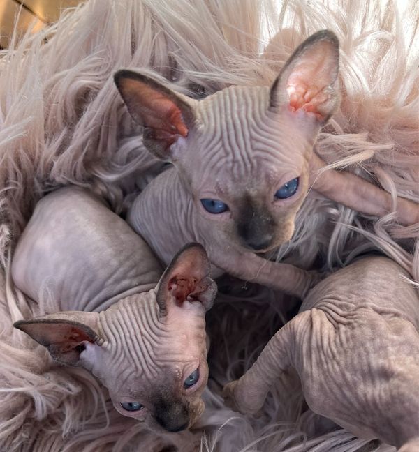 Sphynx Kitten verfügbar