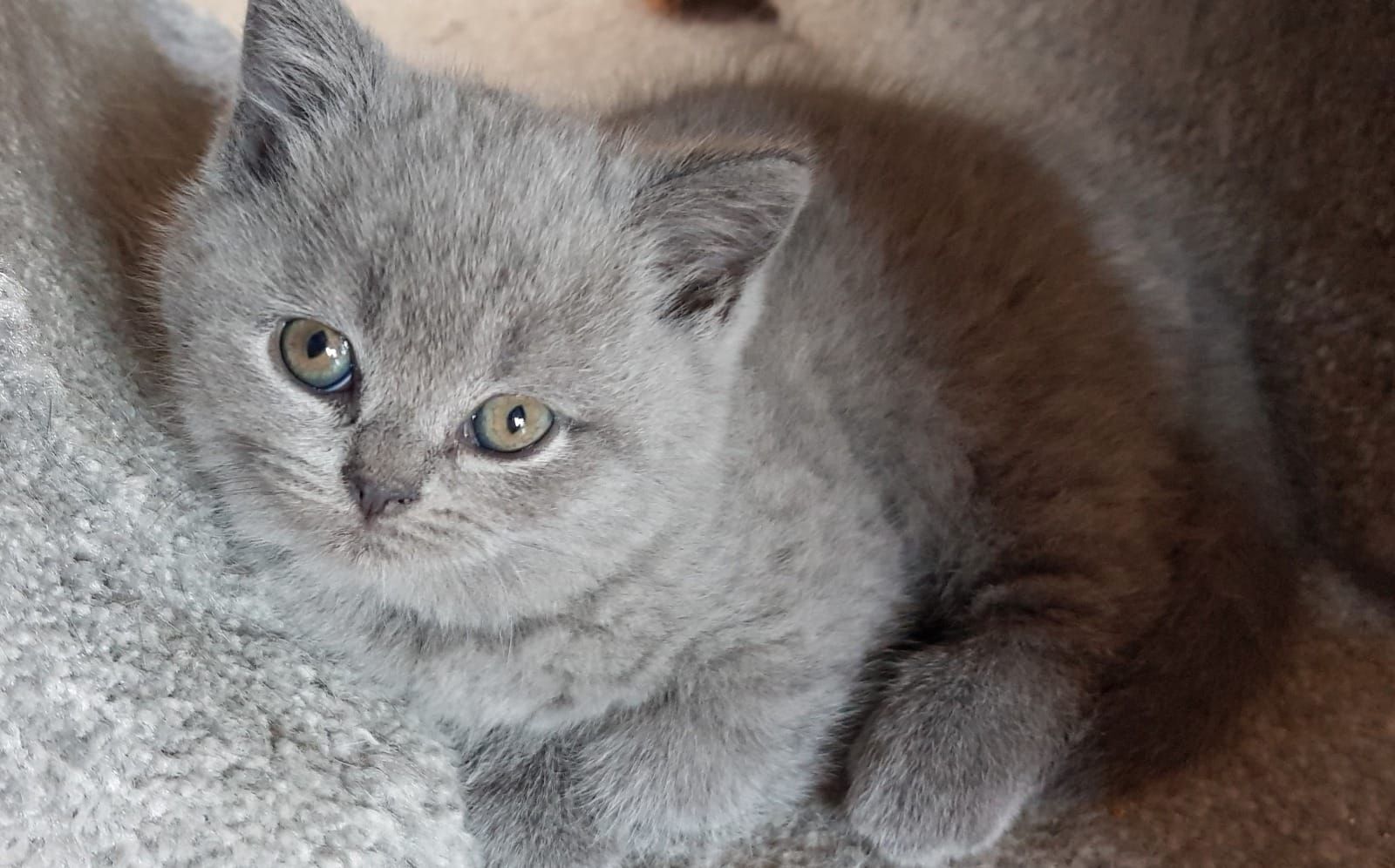 Wunderschönes, britisches Kurzhaar erhältlich