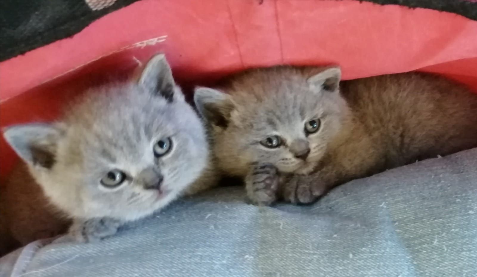 Wunderschönes, britisches Kurzhaar erhältlich