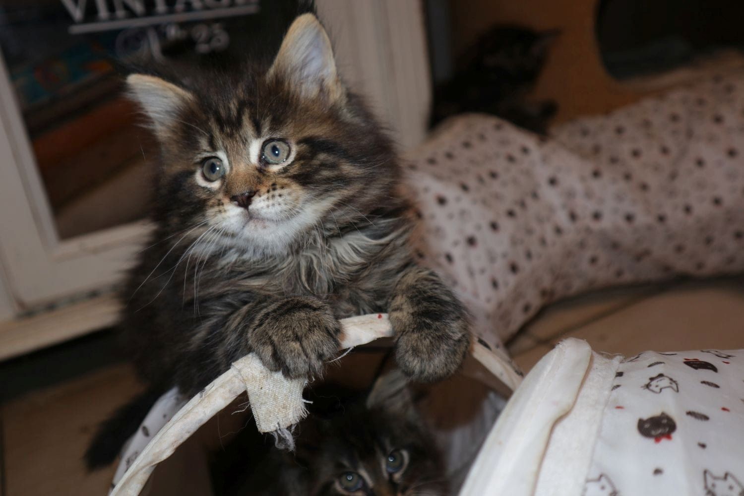 Wunderschöne  Maine Coon-Kätzchen