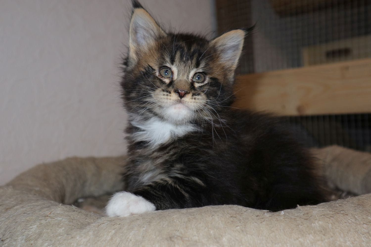 Wunderschöne  Maine Coon-Kätzchen